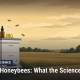 Fostoria News Beekeeping science CBD honeybees illustration by The Fostoria Free Press.